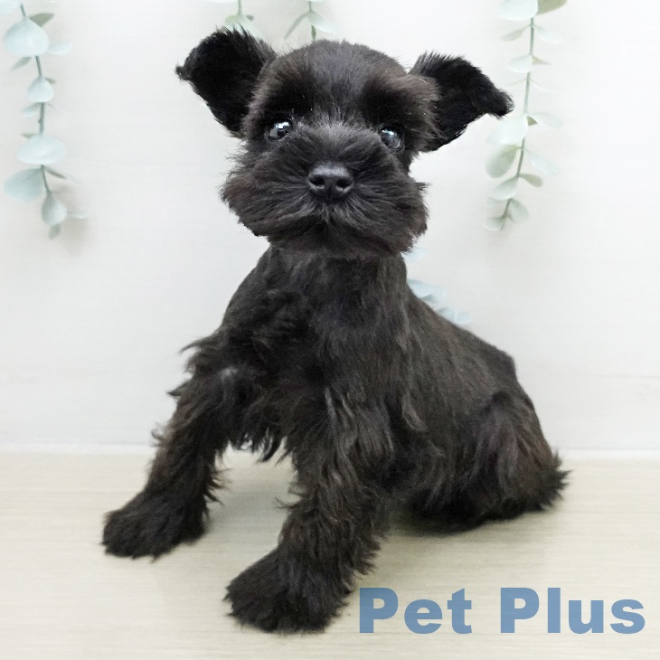 ミニチュア・シュナウザー