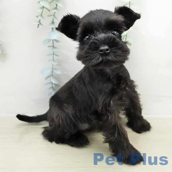 ミニチュア・シュナウザーの写真2