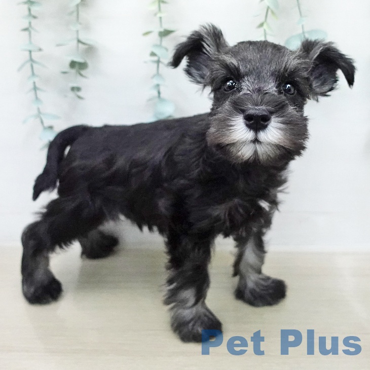 ミニチュア・シュナウザーの写真1