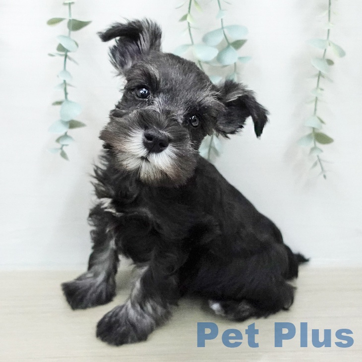 ミニチュア・シュナウザーの写真2