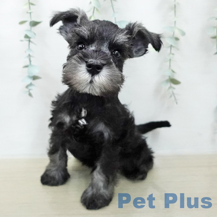 ミニチュア・シュナウザーの写真1