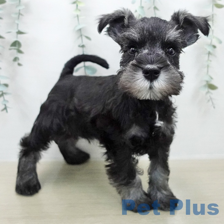 ミニチュア・シュナウザーの写真2