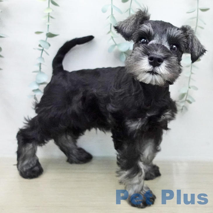 ミニチュア・シュナウザーの写真2