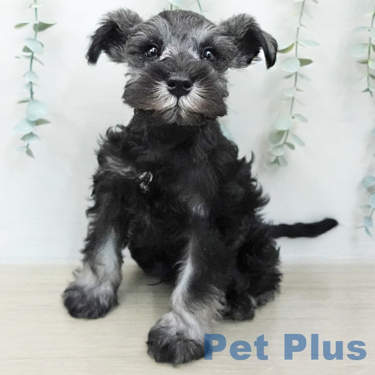 ミニチュア・シュナウザー