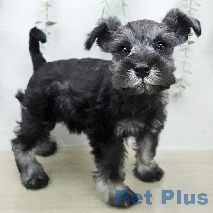 ミニチュア・シュナウザーの写真2