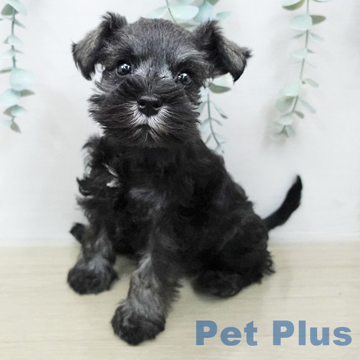 ミニチュア・シュナウザー