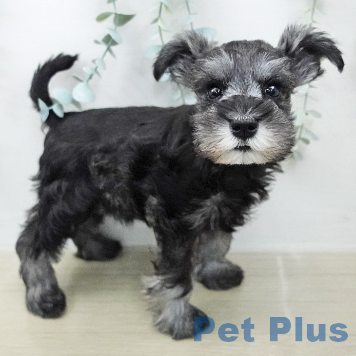 ミニチュア・シュナウザー