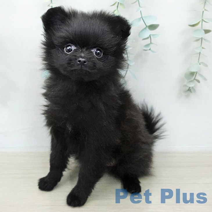 ポメラニアンの写真1