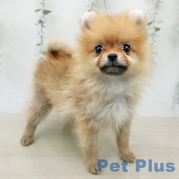 ポメラニアンの写真2