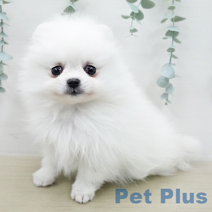 ポメラニアンの写真1