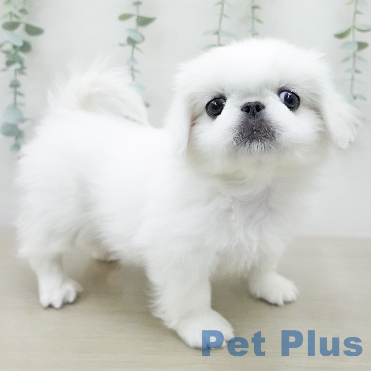 ペキニーズの写真2