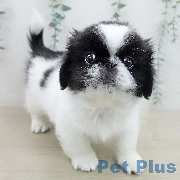 ペキニーズの写真2