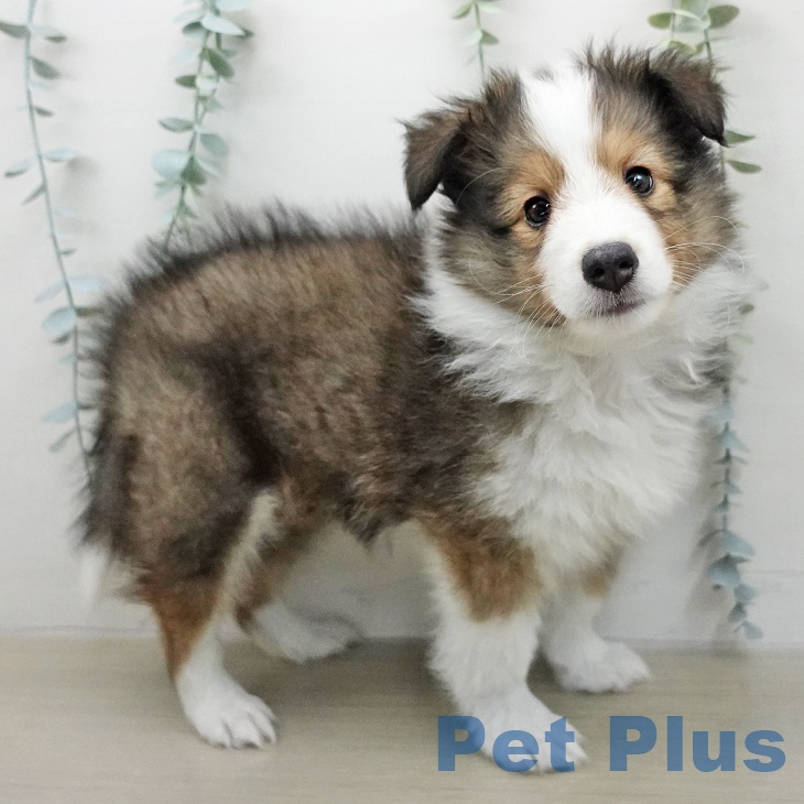 シェットランド・シープドッグ