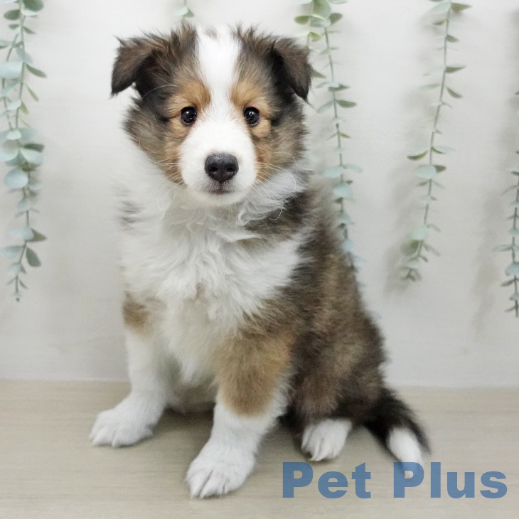 シェットランド・シープドッグの写真2