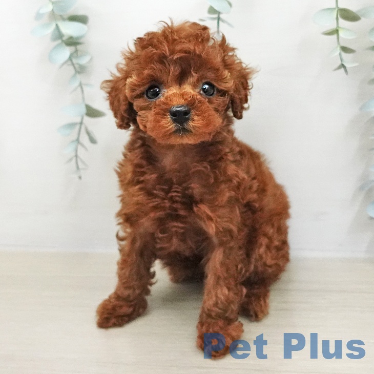 トイ・プードル