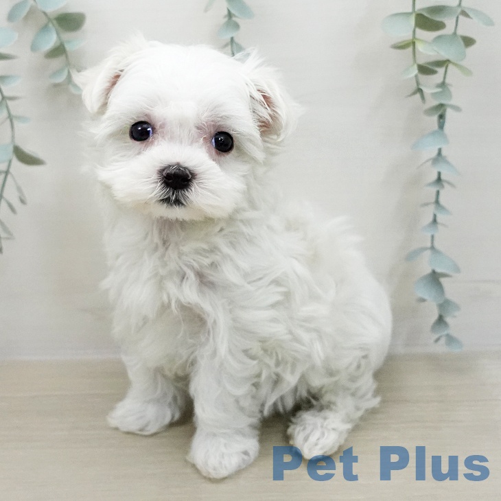 マルチーズの写真2