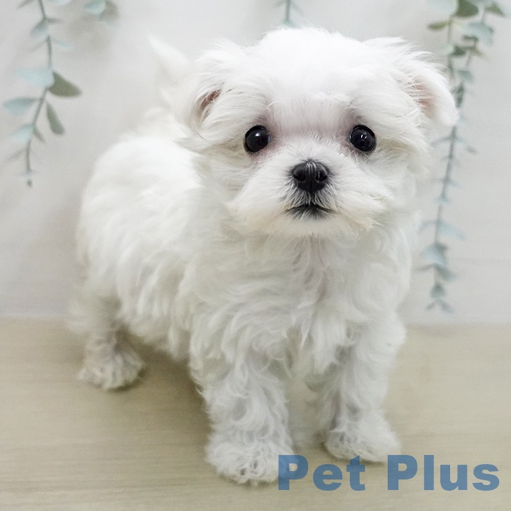 マルチーズの写真2