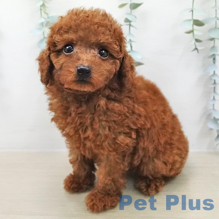 トイ・プードル