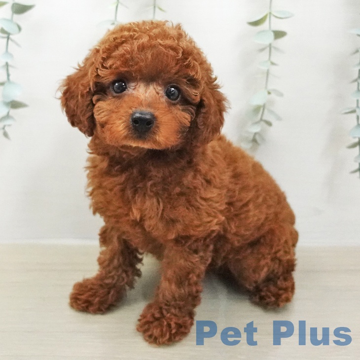 トイ・プードル