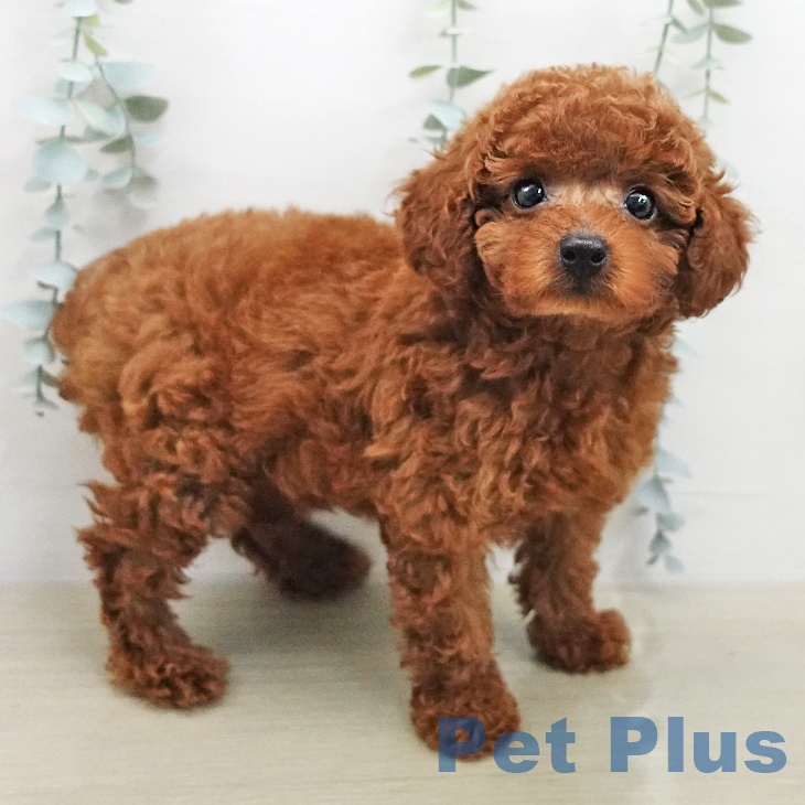 トイ・プードル