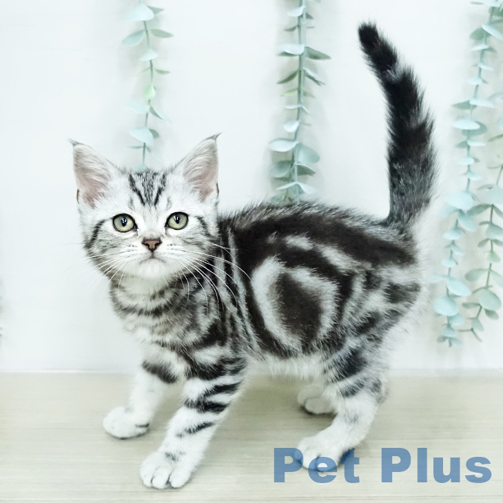 アメリカンショートヘア