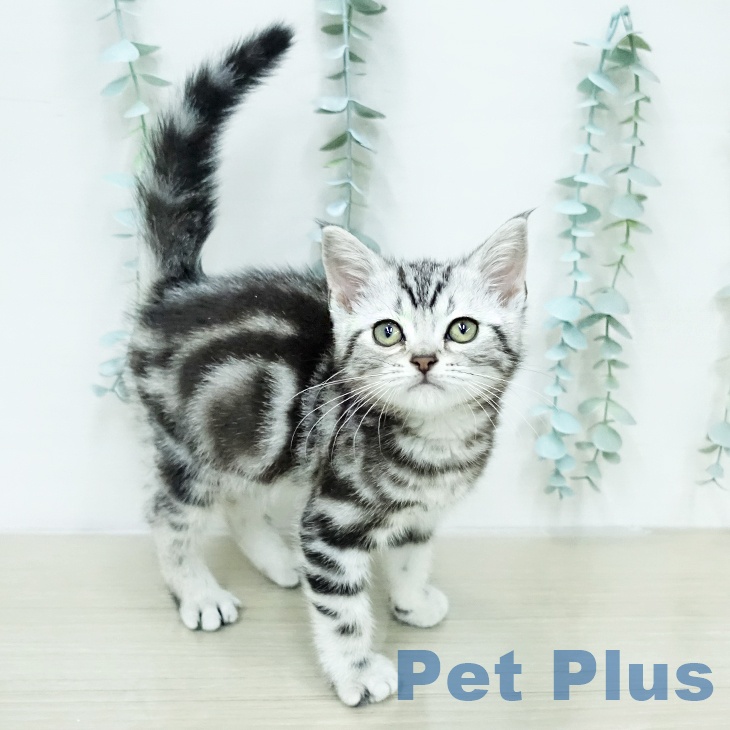 アメリカンショートヘア