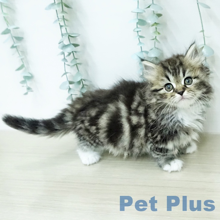 ミヌエットの写真2