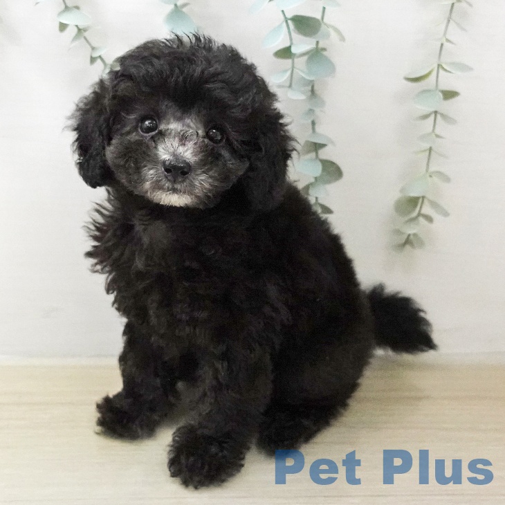 トイ・プードルの写真2