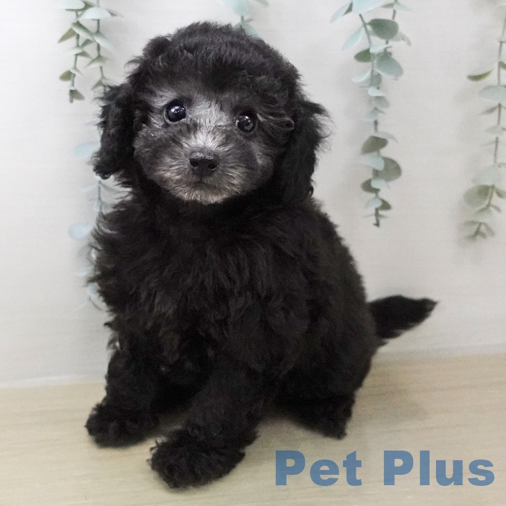 トイ・プードル