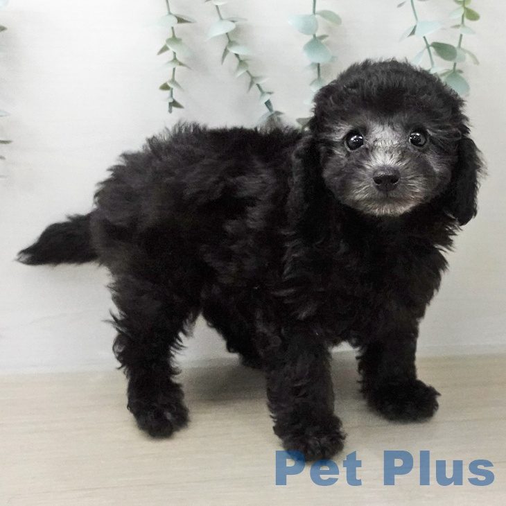 トイ・プードル