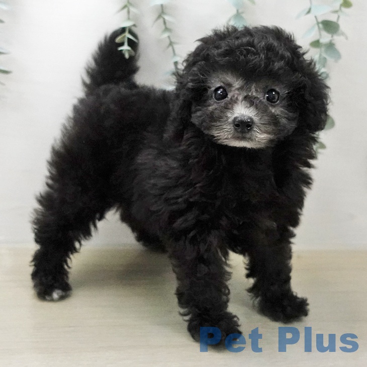 トイ・プードルの写真2