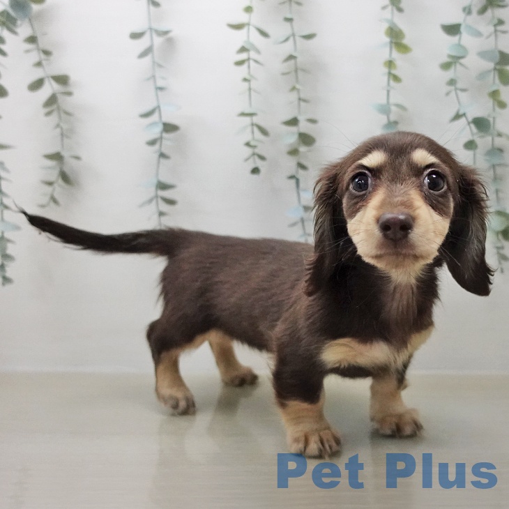 ミニチュア・ダックスフンド