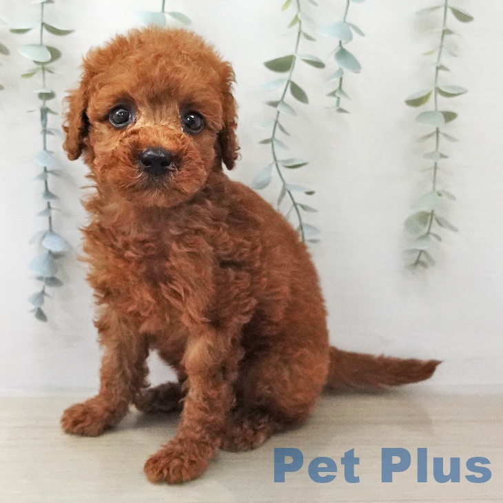 トイ・プードル