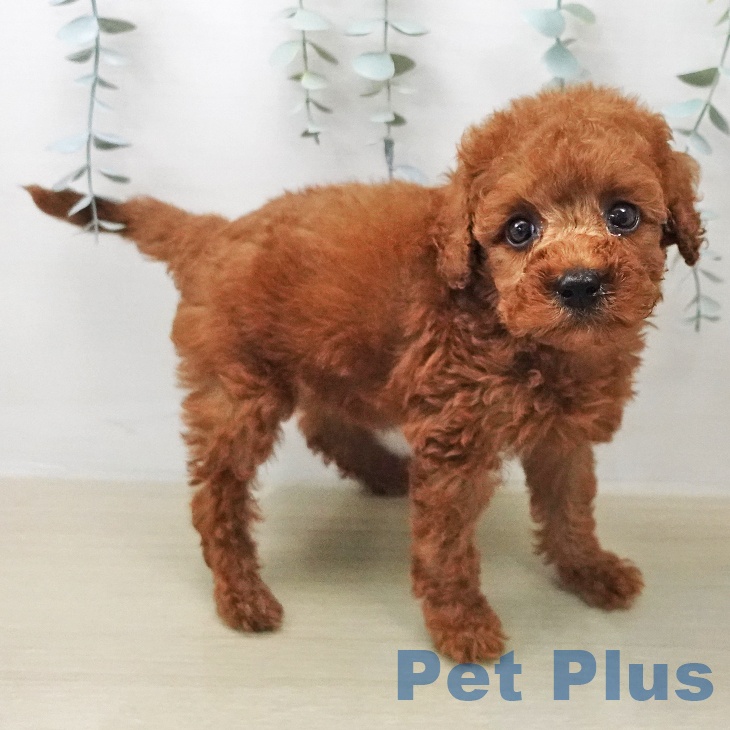 トイ・プードル