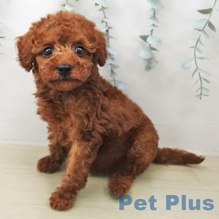 トイ・プードル