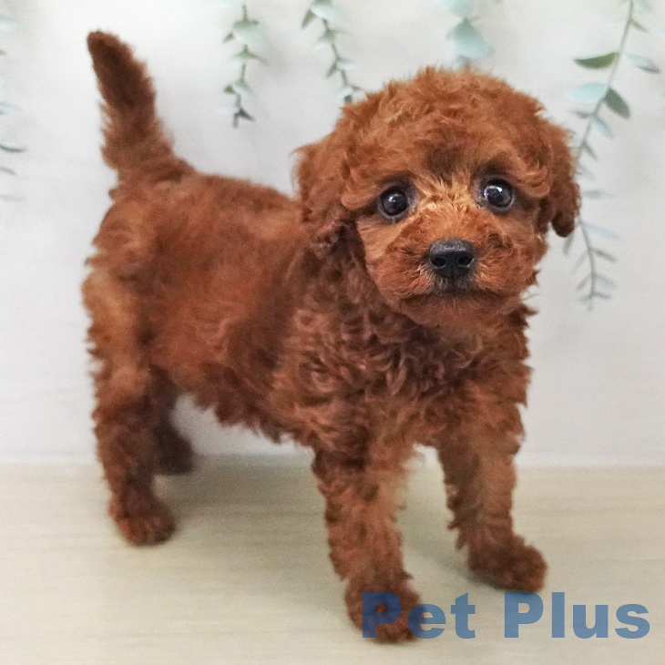 トイ・プードル