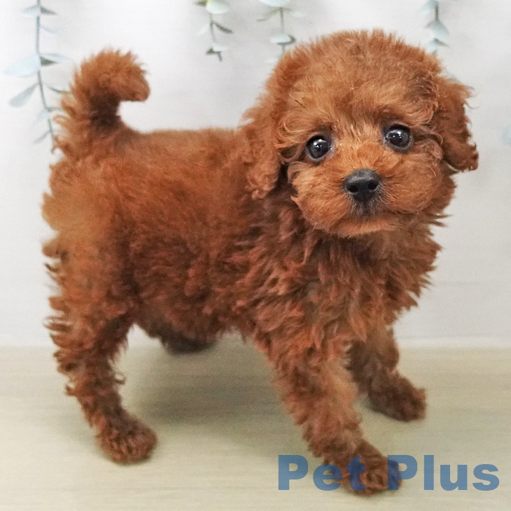 トイ・プードルの写真1