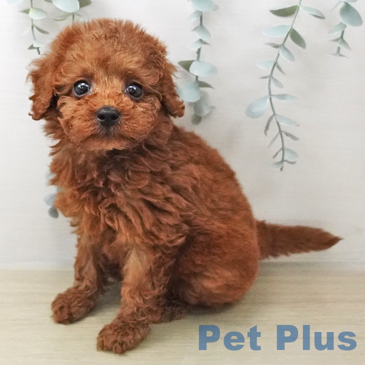 トイ・プードルの写真2