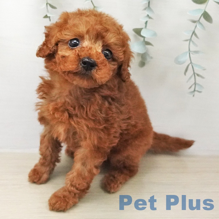 トイ・プードル