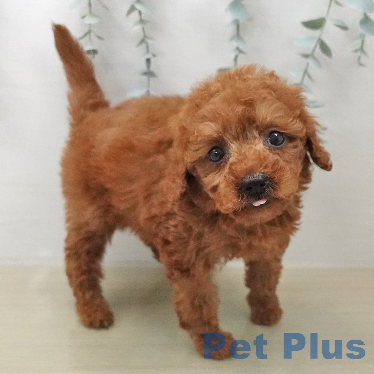 トイ・プードルの写真2