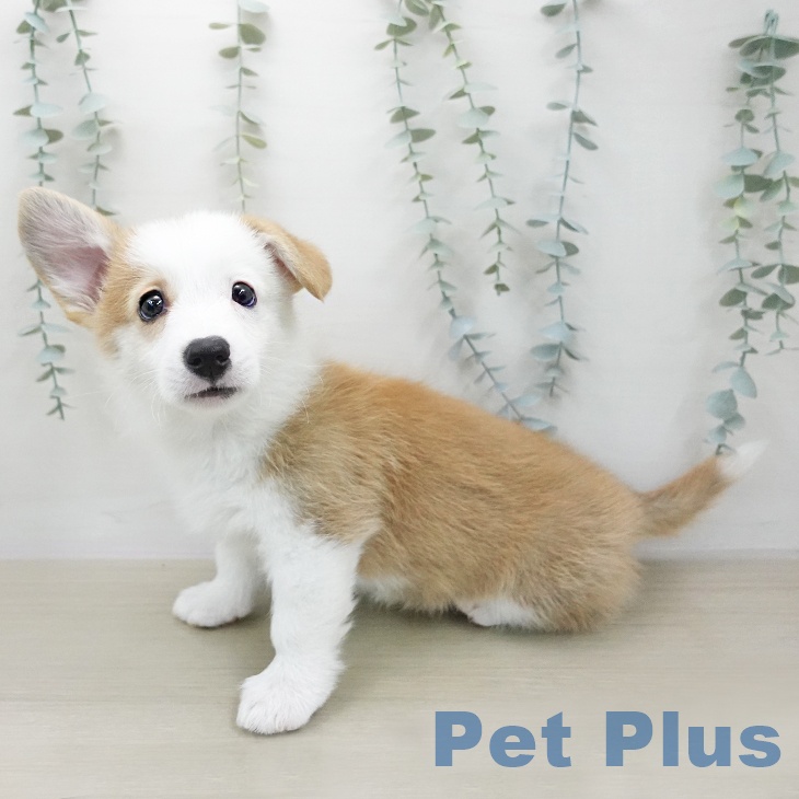 ウェルシュ・コーギー・ペンブローク