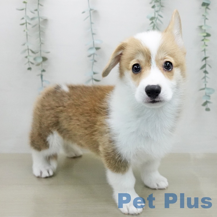 ウェルシュ・コーギー・ペンブローク