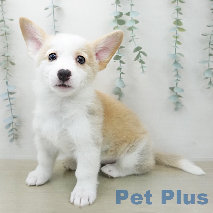 ウェルシュ・コーギー・ペンブローク