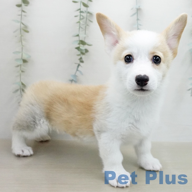 ウェルシュ・コーギー・ペンブローク