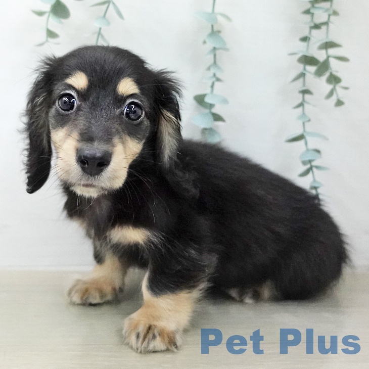 ミニチュア・ダックスフンド