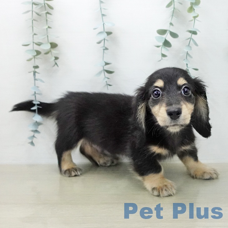 ミニチュア・ダックスフンド