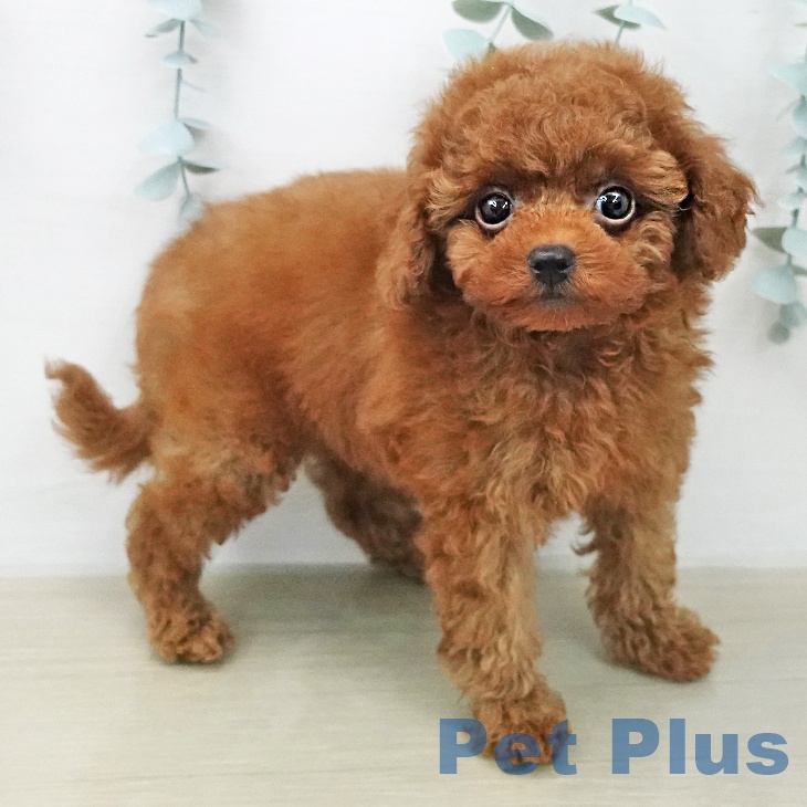 トイ・プードル