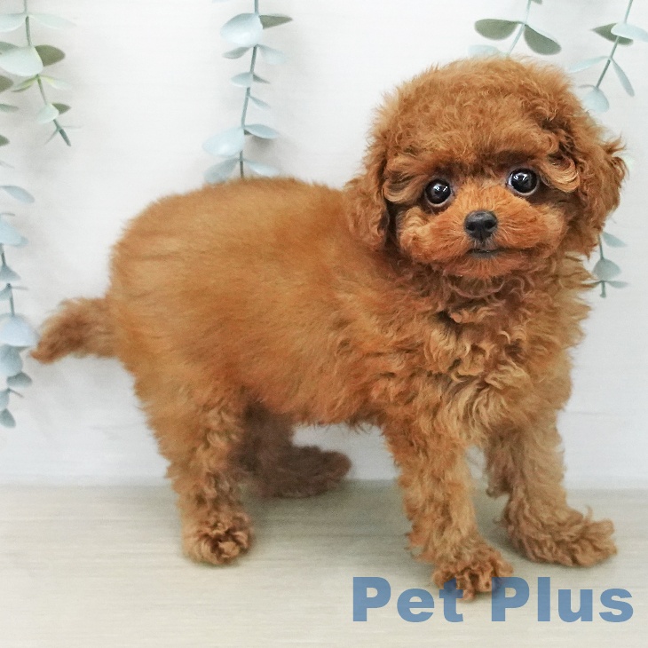 トイ・プードル