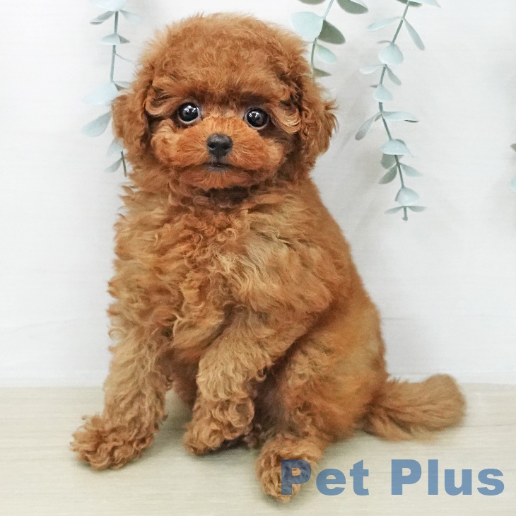 トイ・プードルの写真2