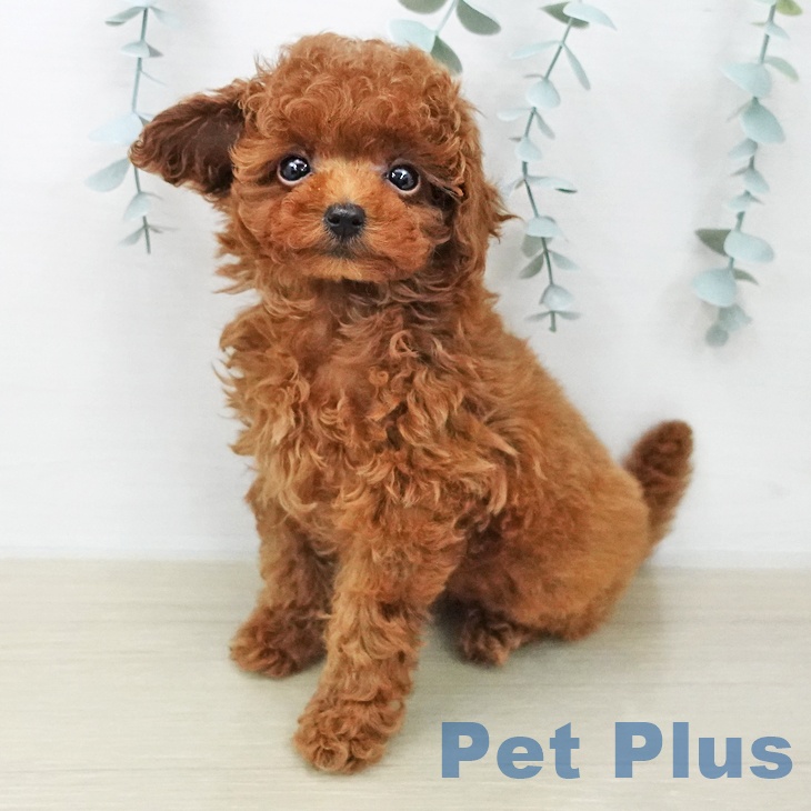 トイ・プードル